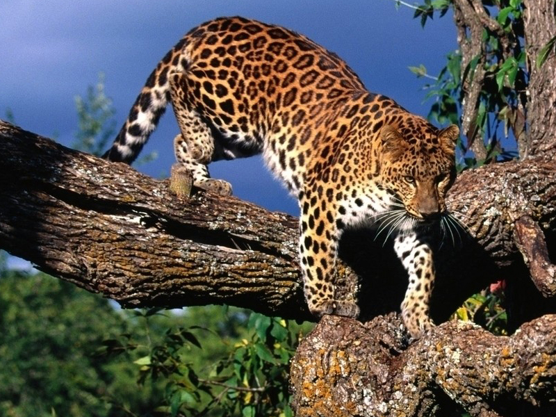 气候温暖湿润,有大面积茂密的热带森林,热带草原和性质各异的温带草原