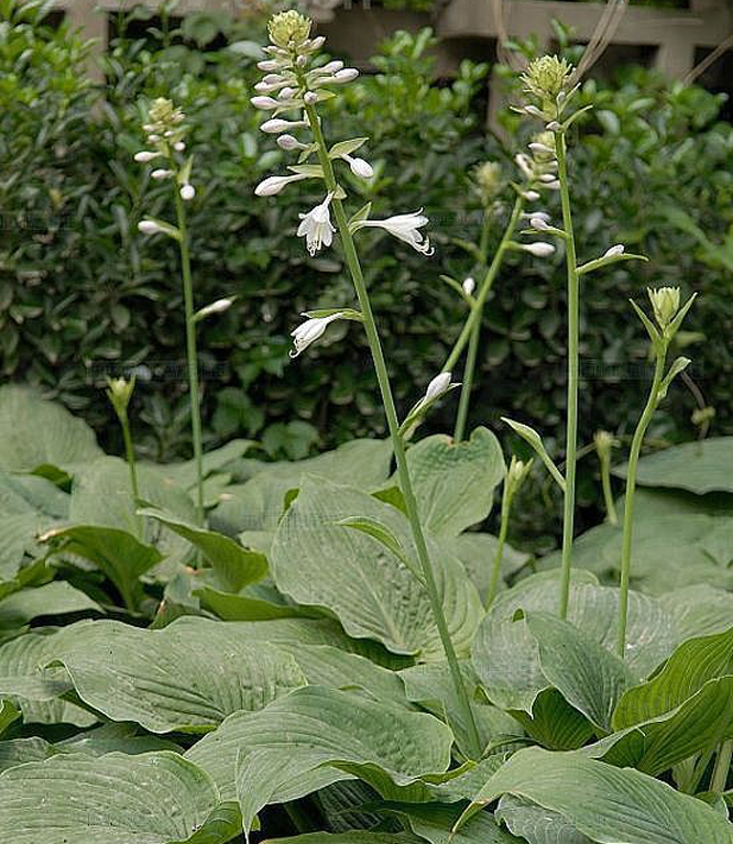  p>玉簪叶韭(学名: i>allium funckiaefolium /i>)是 a href="#" data