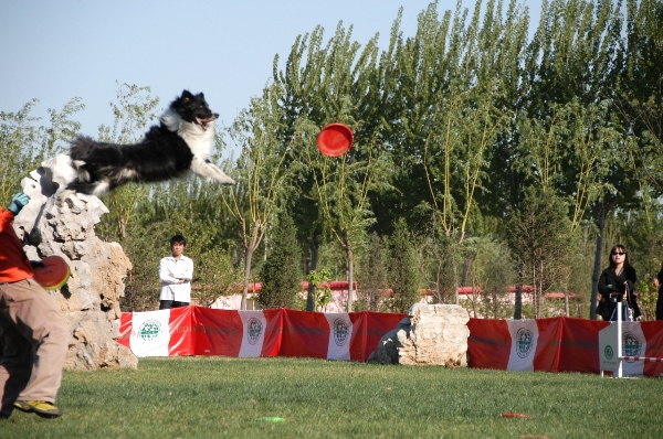 ckc(北京)国际宠物公园