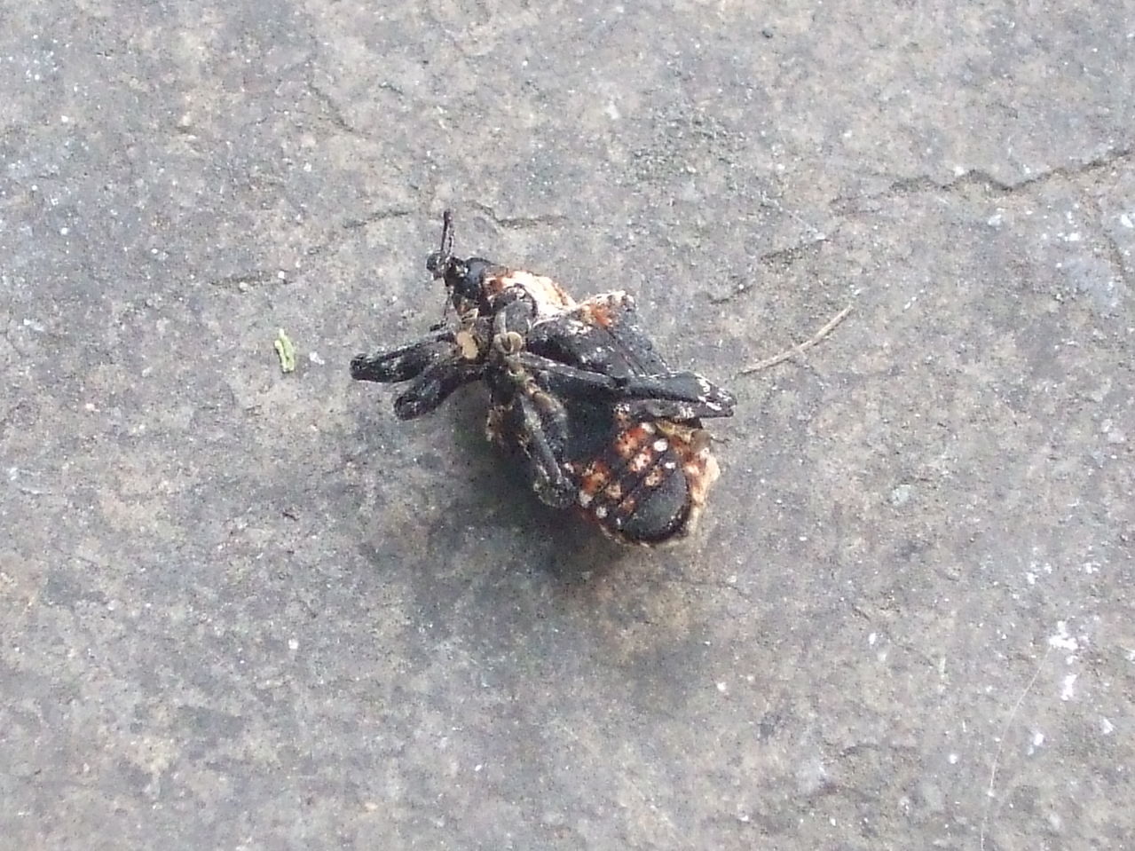  p>昆虫名,属鞘翅目(coleoptera),象虫科(curculionidae).