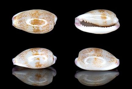  p>紫端宝螺(学名:purpuradusta fimbriata fimbriata)是腹足纲宝螺科