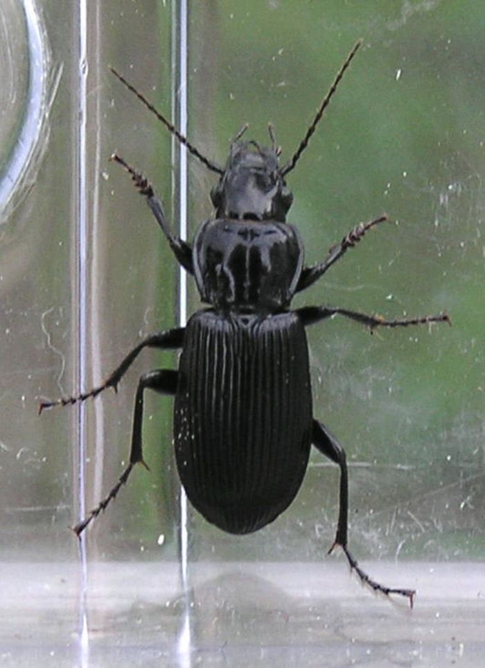 步甲科carabidae