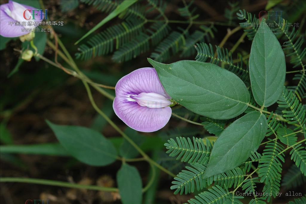 是 a href="#" data-lemmaid="8404470">蝶形花科 /a>下一个属,约50