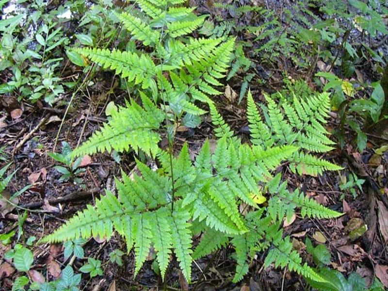  p>川滇复叶耳蕨植株高达1米.