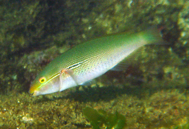  p>断纹紫胸鱼 /p> p>拉丁学名:stethojulis terina /p> p>英文名:cut