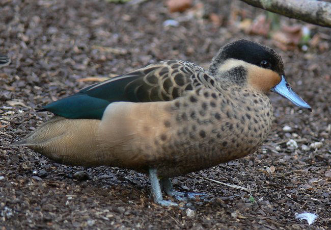  p>南非鸭(学名:anas hottentota)属鸭科鸭属中型 a target="_blank"