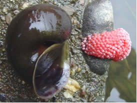  p>福寿螺(学名: i>pomacea canaliculata /i>)是瓶螺科,瓶螺属软体