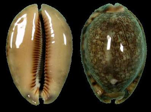  p>吉布宝螺(学名:mauritia arabica gibba)是 a