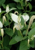 baill.)是三白草科三白草属湿生草本植物,高可达1米.