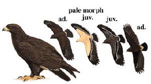  p>乌雕(学名: i>aquila clanga  /i>pallas),别名 a target="_blank"