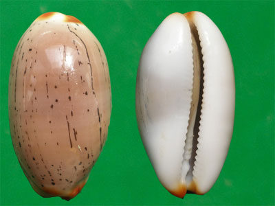  p>雨丝宝螺(学名:luria isabella isabella)是腹足纲宝螺科的 a href