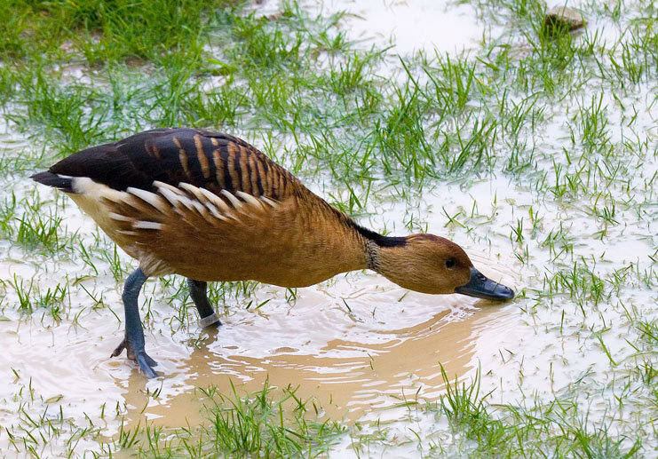  p>茶色树鸭(学名: i>dendrocygna bicolor /i>)为雁形目鸭科的 a