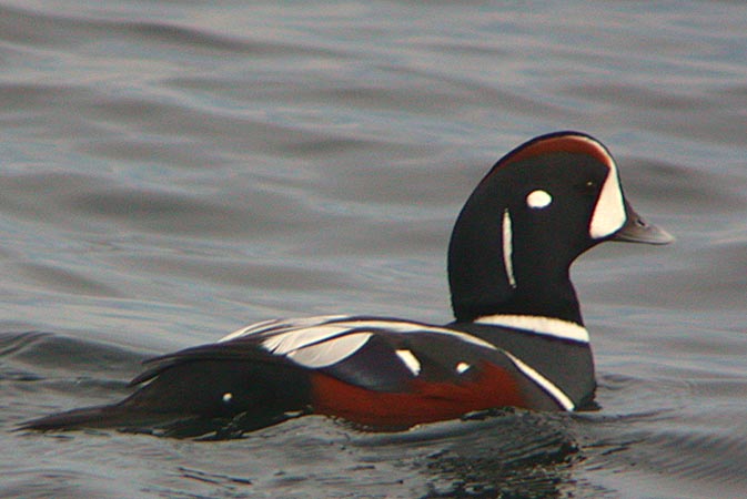 histrionicus histrionicus