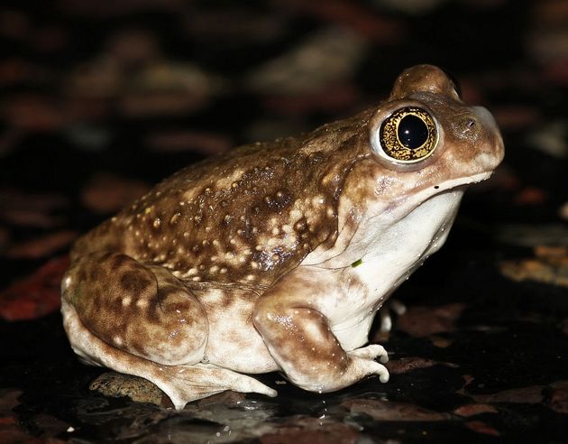 plains spadefoot