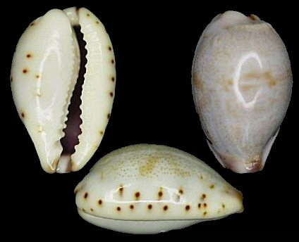  p>小眼宝螺(学名:purpuradusta gracilis gracilis)是腹足纲宝螺科的