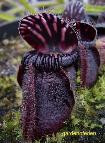 carnivorous plants