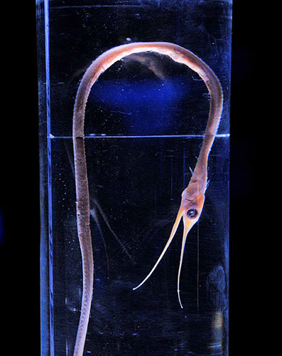  p>线鳗, i>nemichthys scolopaceus  /i>(j.