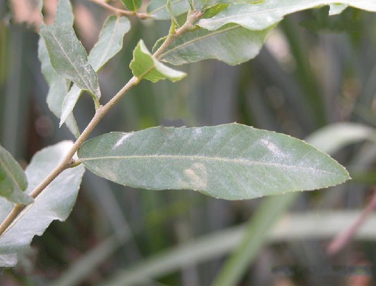  p>小叶栎(学名: i>quercus chenii /i> nakai)是壳斗科,栎属落叶 a