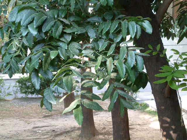  p>桃花心木(学名: i>swietenia mahagoni  /i> (l.) jacq.