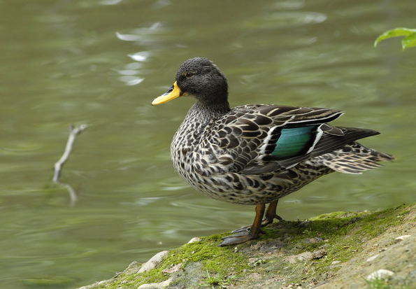  p>非洲黄嘴鸭(学名:anas undulata)属 a target="_blank" href="