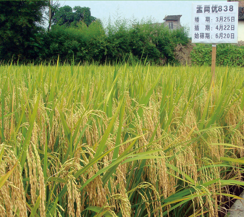  p>该品种属感温型两系 a target="_blank" href="/item/杂交水稻