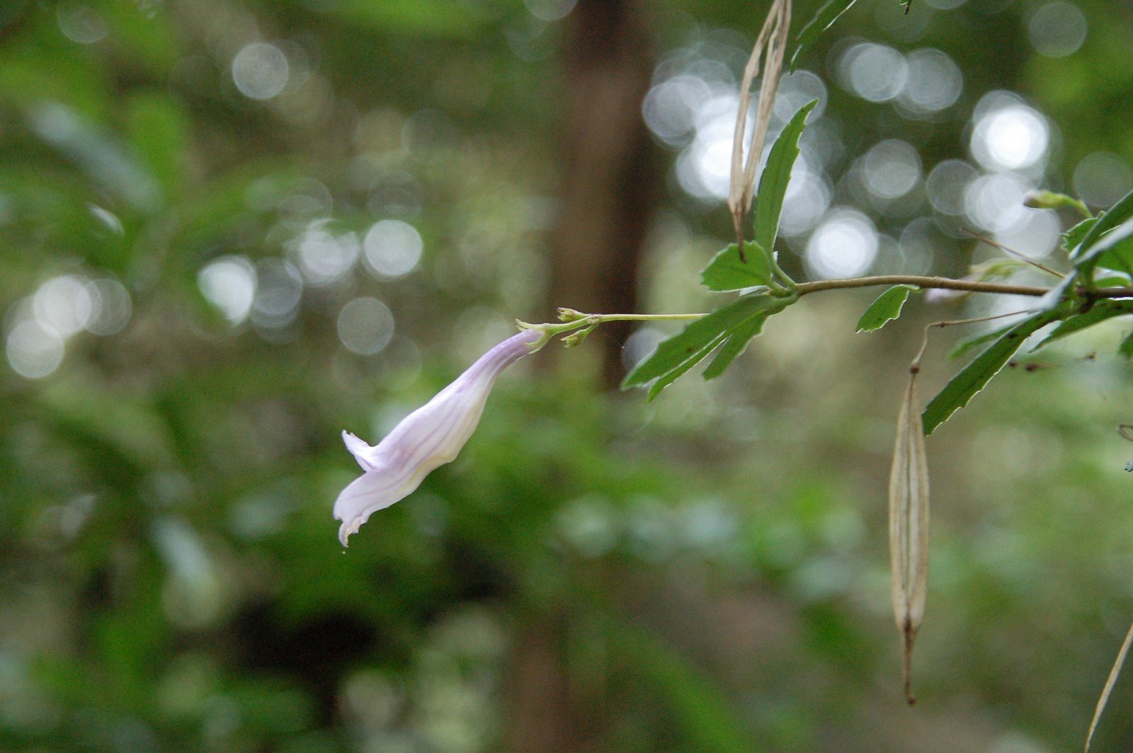  p>石吊兰,出自《 a target="_blank" href="