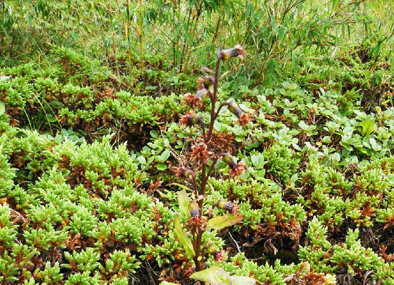  p>缅甸橐吾(学名:ligularia chimiliensis chang)是菊科橐吾属植物