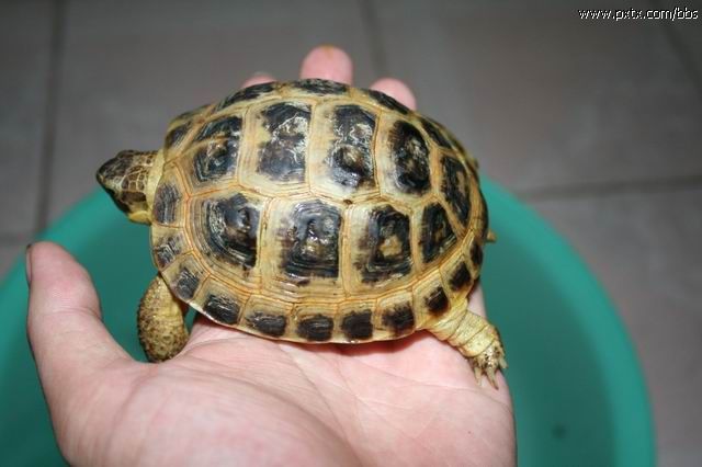 俄罗斯陆龟