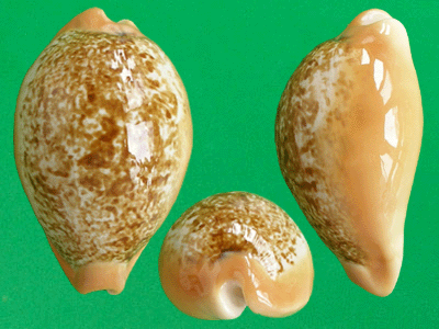  p>兰福宝螺(学名:austrasiatica langfordi langfo