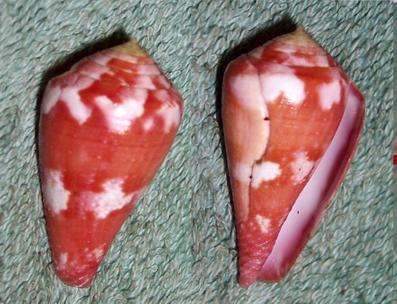 conus pertusus amabilis