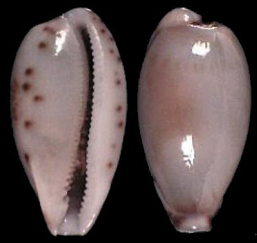  p>姑娘宝螺(学名:palmulacypraea musumea musumea)是腹足纲宝螺科的
