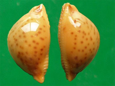 pustularia globulus sphaeridium