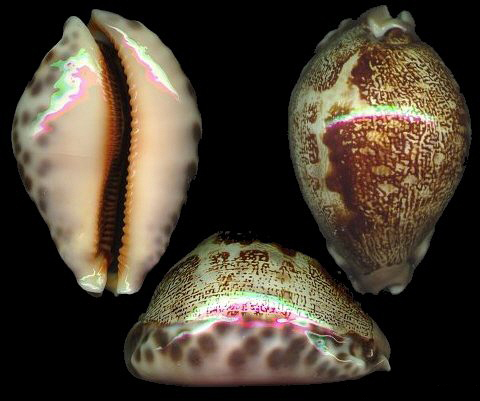  p>地理宝螺(学名:leporicypraea geographica geographica)是腹足纲