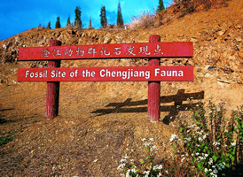 href="#">化石群 /a>位于澄江县城以东5公里的帽天山,这一化石群的