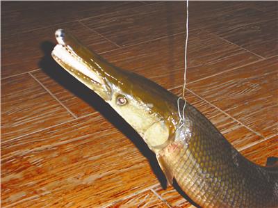  p>雀鳝鱼(拉丁文:lepidosteus platystomus )雀鳝