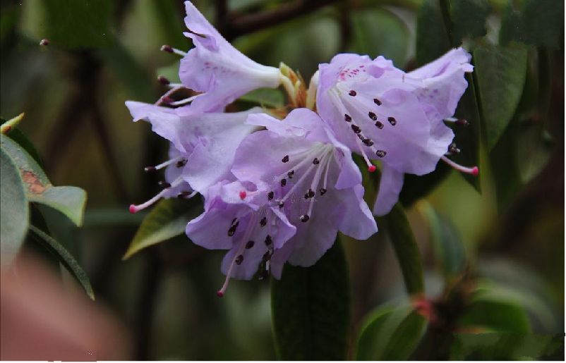  p> a href="#" data-lemmaid="2387964">栎叶杜鹃 /a>(学名: i>