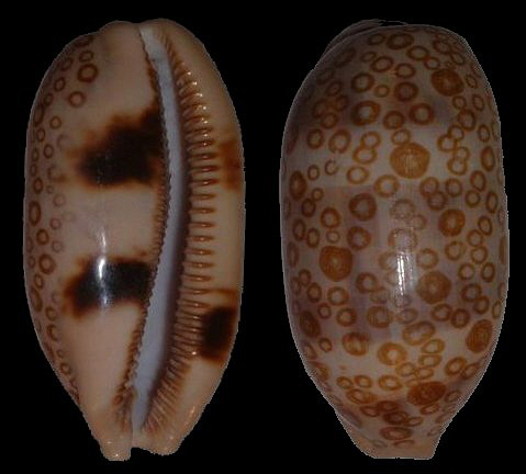  p>百眼宝螺(学名: i>talparia argus /i>):是腹足钢宝螺科的 a