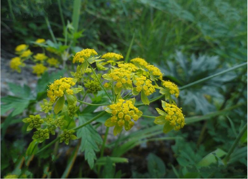  p>黑柴胡(学名: i>bupleurum smithii /i> wolff)是伞形科,柴胡属