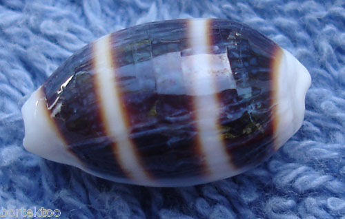  p>浮标宝螺(学名:cypraea asellus )是腹足钢宝螺科的 a href="#"