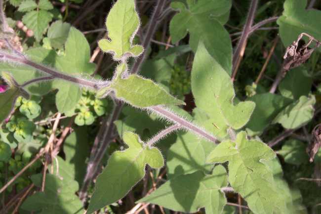 是茄科茄属草质藤本植物.