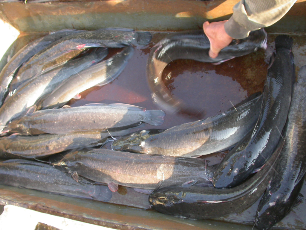  p>金鲢鱼又称金大头[aristichthys nobilis (richardson)]属鲤形目, 