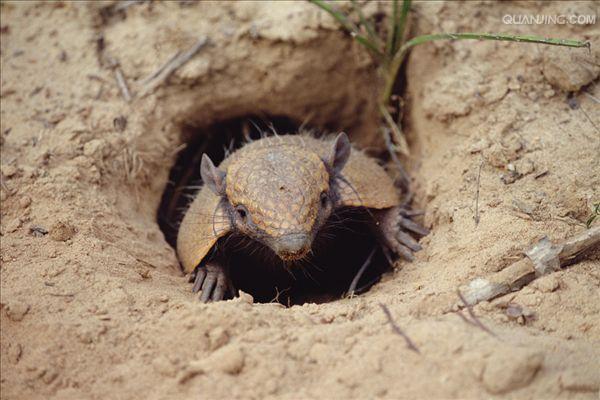  p>六带犰狳(学名euphractus sexcinctus),也叫黄犰狳,是生活在南美的