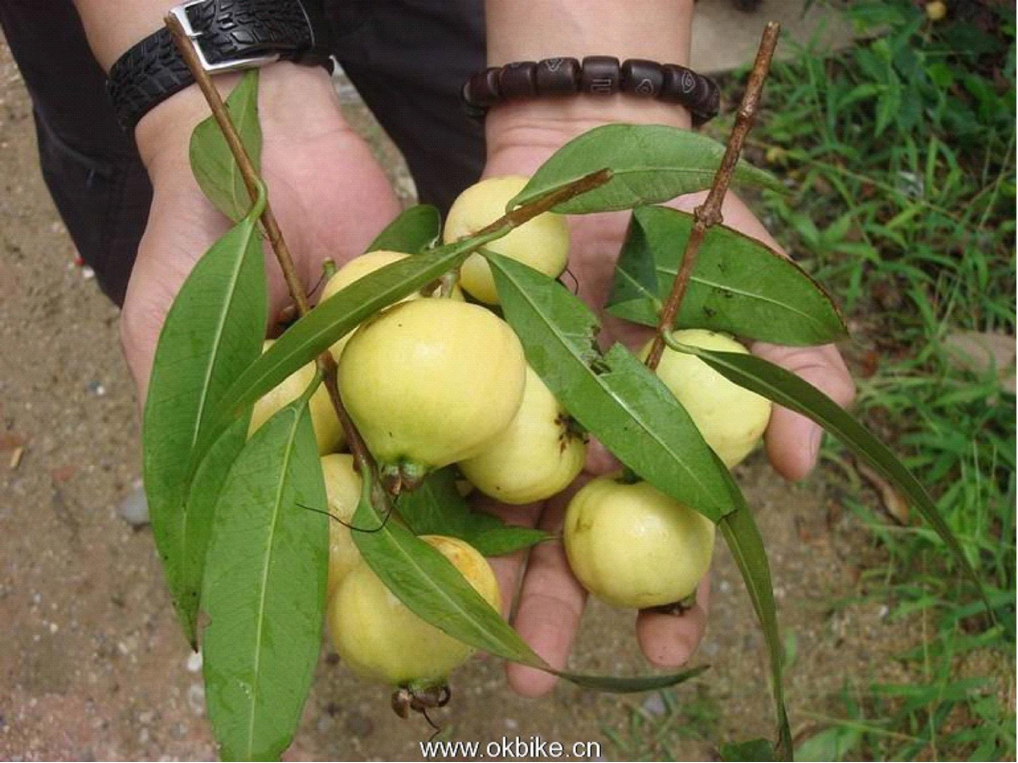  p>滇南蒲桃(学名: i>syzygium austro-yunnanense /i> chang et miau