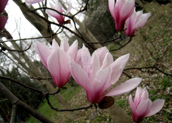 magnolia zenii w. c. cheng