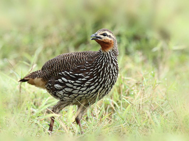 美国鹧鸪 全网资源
