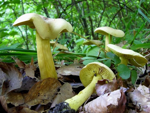  p>硫磺色口蘑所属 a target="_blank" href="/item/真菌门/2454758"