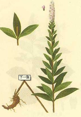 rabdosia tenuifolia (w. w. sm.) h. hara