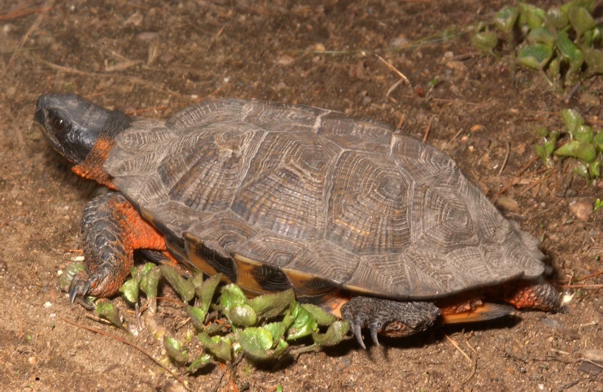 p>水龟科(emydidae)的长尾龟,学名为clemmys insculpta.
