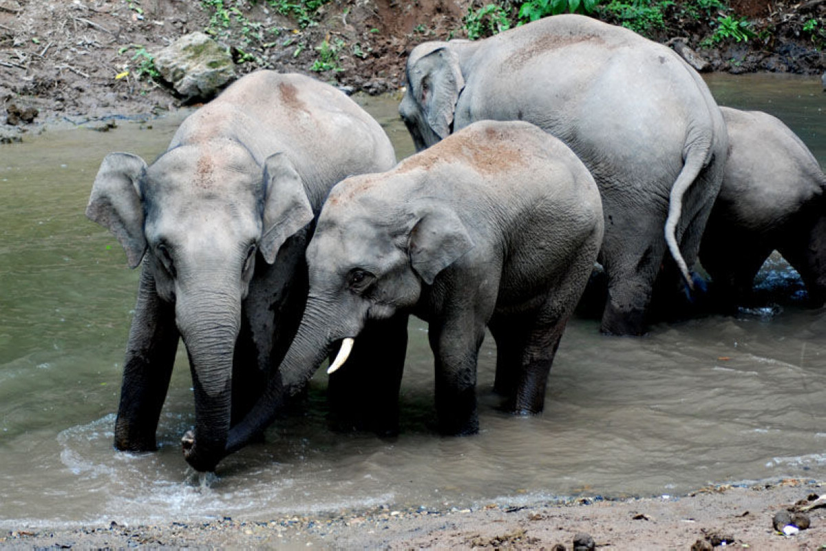  p>苏门答腊象(学名:elephas maximus sumatranus)是 a target="