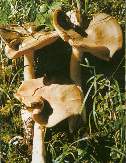  p>毛头乳菇又称疝疼乳菇.子实体中等.